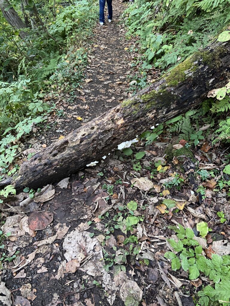 半月湖　遊歩道　折れた木